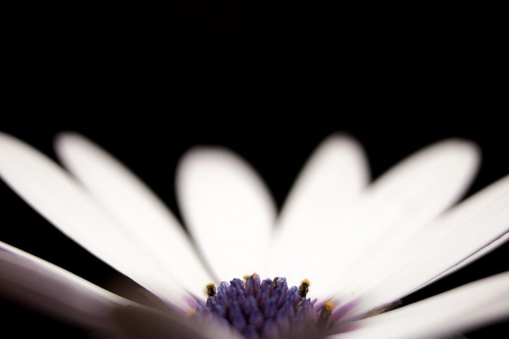 flower, petal, stem
